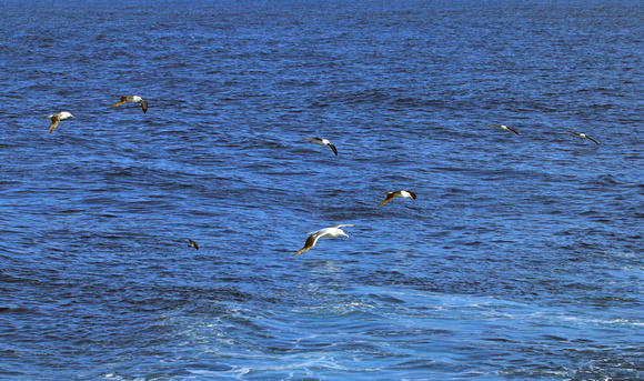 At Sea:  Accompanied by Albatross!