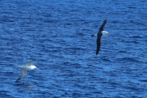 Southern Royal Albatross and Campbell Albatross
