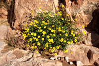 Yellow Flowers on Orange Rocks