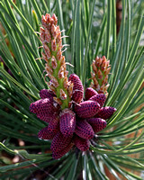 Colorful Pine Cones