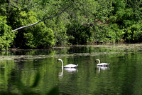 Lake Waban Swans
