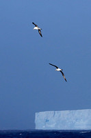 Black-browed Albatrosses Over Tabular Iceberg