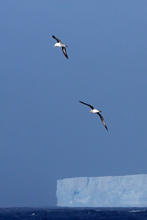 Black-browed Albatrosses Over Tabular Iceberg