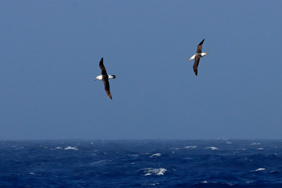 Black-browed Albatrosses