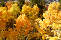 Fall Color Near Lake Sabrina Trailhead