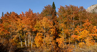 Fall Color Near Lake Sabrina Trailhead