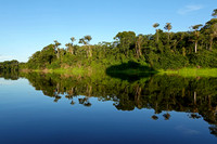 Rio Negro Shoreline Reflection