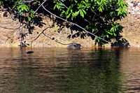 Large Caiman At the Shoreline
