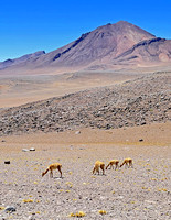 Small Vicuna Group