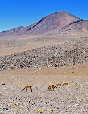 Small Vicuna Group