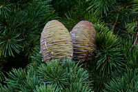 Quamby Estate  Pine Cone Detail