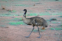 Emu Near Wilpena Pound Trailhead