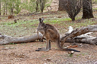 Arkaba Homestead and Flinders Ranges National Park in South Australia