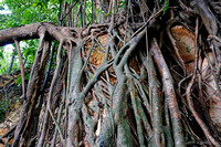 Darwin Rainforest Remnant