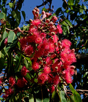 Eucalypt Tree Flowers