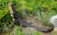 Large Saltwater Crocodile Male