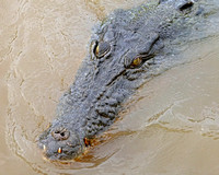 Large Saltwater Crocodile Male, Eyes to Snout