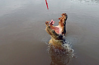 Large Saltwater Crocodile Male "Practice Jump"