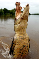 Large Saltwater Crocodile Male Jumping