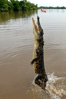 Jumping Saltwater Crocodile Female