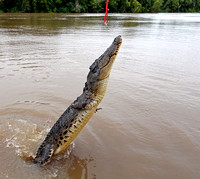 Jumping Saltwater Crocodile Female