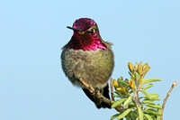 Anna's Hummingbird Male
