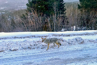 Rocky Mountains Coyote