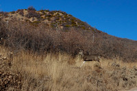 Deer On the Drive to East Mesa Trail