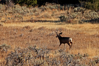 East Mesa Buck