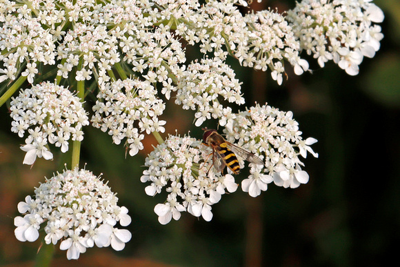 Queen Anne's Lace with Bee