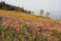 Wildflower Meadow on Lake Superior Shore