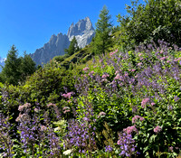 Mountain Wildflowers Along Trail