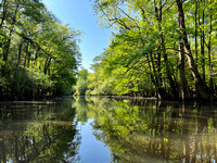 Congaree Creek Kayaking