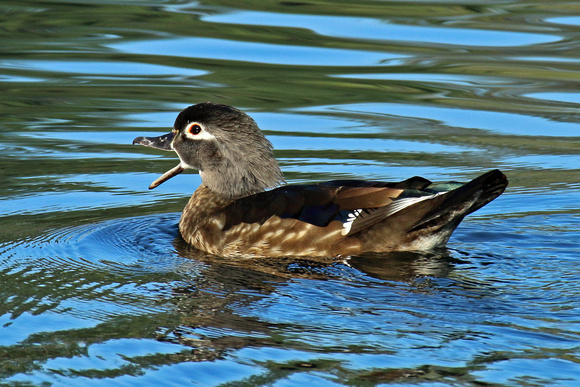Wood Duck, Female