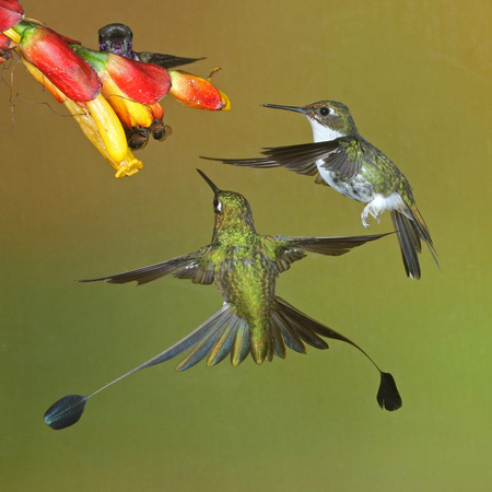 Booted Racket-tail:  Male and Female