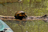 Congaree Creek Turtle