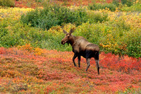 Denali National Park August/September 2022
