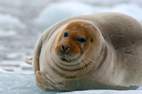 Bearded Seals