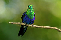 Ecuador Hummingbird Photo Workshop, Sept 2014