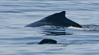 2008 05 02 Whales Santa Barbara CA
