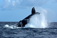Humpback Whales of the Silver Bank, March 2014