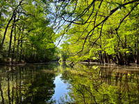 Congaree Creek Kayaking