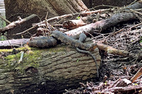 Common Brown Snake