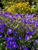Cork Park Garden Flowers