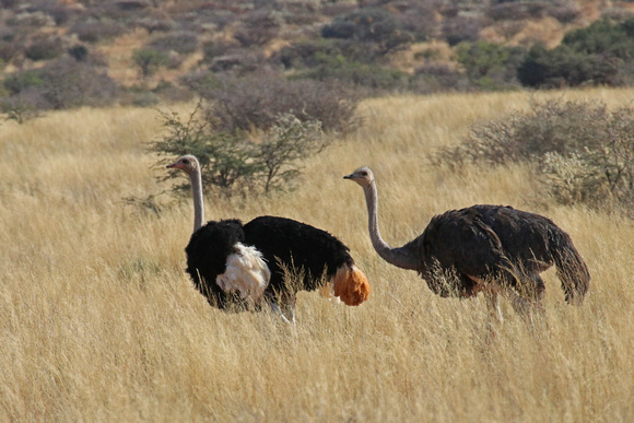 Ostrich