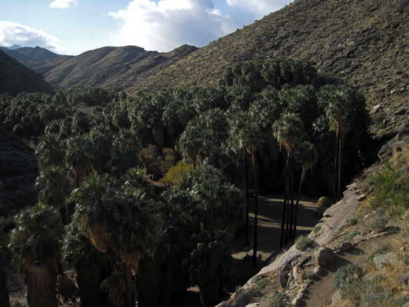 Palm Canyon Trailhead