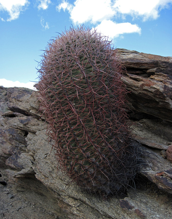 Cactus by West Fork North Trail