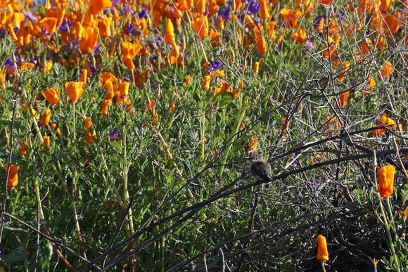 Hummingbird at Walker Canyon