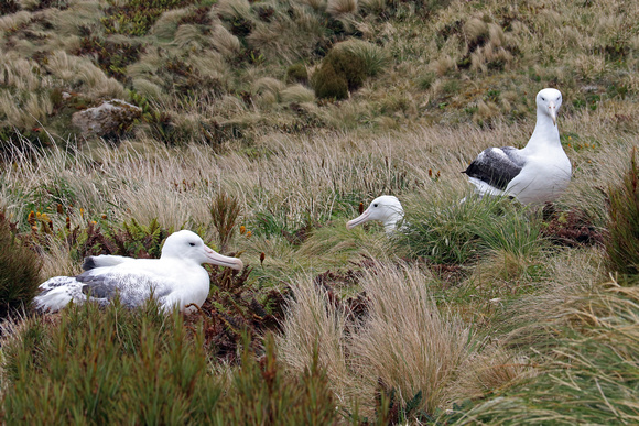 Southern Royal Albatross Nests