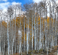 Grand Mesa Scenic Byway Aspens